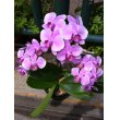 東京都新宿区しのざきの花　ミニ胡蝶蘭
